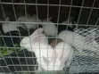 Rabbit Post-Weaners (6-10 Weeks) for Sale - 1