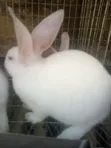 Rabbit Post-Weaners (6-10 Weeks) for Sale - 2