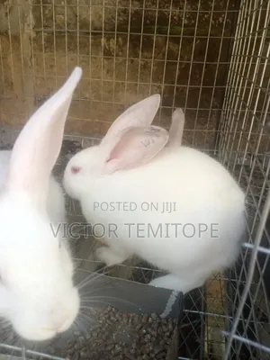 Rabbit Post-Weaners (6-10 Weeks) for Sale