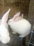 Rabbit Post-Weaners (6-10 Weeks) for Sale - 3