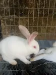 Rabbit Post-Weaners (6-10 Weeks) for Sale - 4