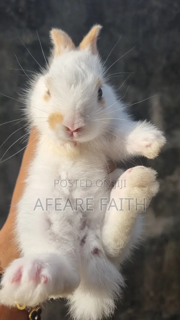 Healthy Live Rabbit for Sale - 1