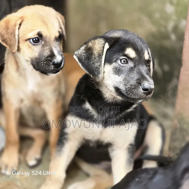1-3 Watan Namiji Mai Gauraye Jinsin German Shepherd - 1