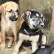 1-3 Watan Namiji Mai Gauraye Jinsin German Shepherd - 1