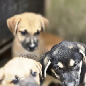1-3 Month Male Mixed Breed German Shepherd