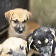1-3 Watan Namiji Mai Gauraye Jinsin German Shepherd - 2