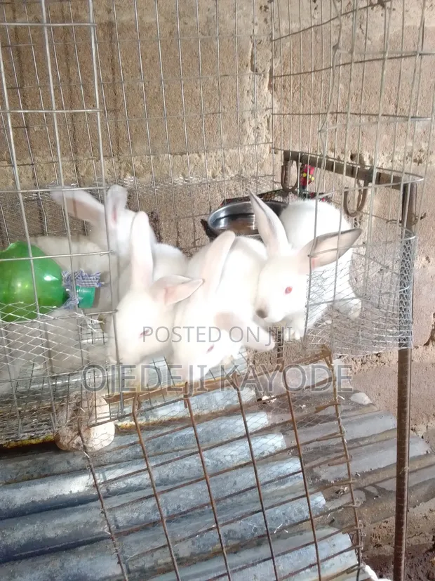 Hyla Rabbits for Sale (Weaners) - 1