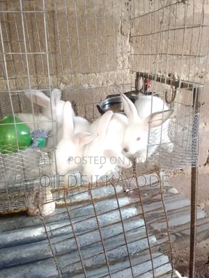Hyla Rabbits for Sale (Weaners)