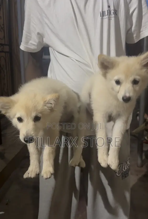 American Eskimo Puppy - 4 Months Old, Female - 1