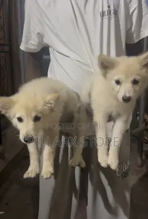 American Eskimo Puppy - 4 Months Old, Female