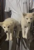American Eskimo Puppy - 4 Months Old, Female - 1