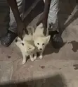 American Eskimo Puppy - 4 Months Old, Female - 2