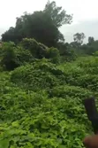 Prime Development Land for Joint Venture or Sale in Effurun, Delta State - 3