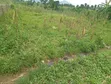 Filin Zama na Siyarwa - 400sqm, Chikakore, Kubwa - 4