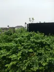 Certificate of Occupancy Residential Plot in Jahi - 1