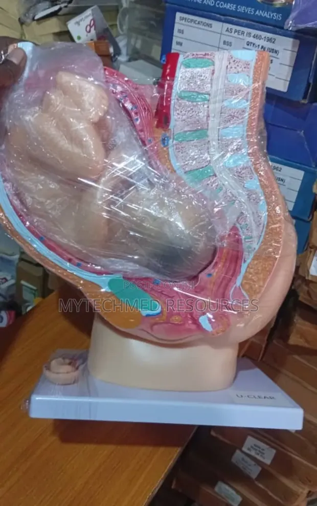 Brand New Pregnant Model Training Manikin - 1