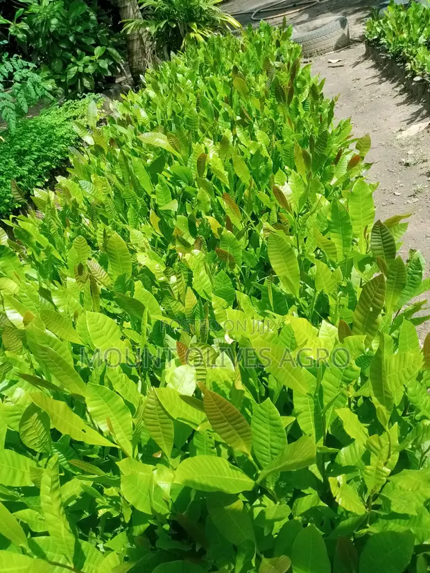 Tsaba na Gyada don Kafa Gonar Gyada - 1