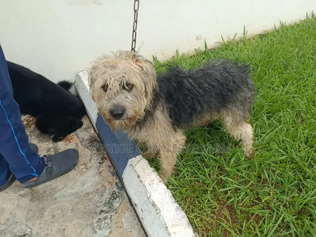 1+ Year Male Mixed Breed Dog - 1