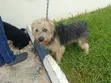 1+ Year Male Mixed Breed Dog - 1