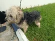 1+ Year Male Mixed Breed Dog - 2
