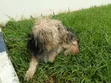 1+ Year Male Mixed Breed Dog - 3