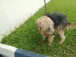 1+ Year Male Mixed Breed Dog - 4