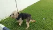 1+ Year Male Mixed Breed Dog - 5