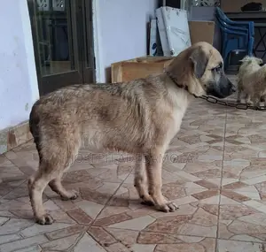 Purebred German Shepherd Female Puppy (3-6 Months)