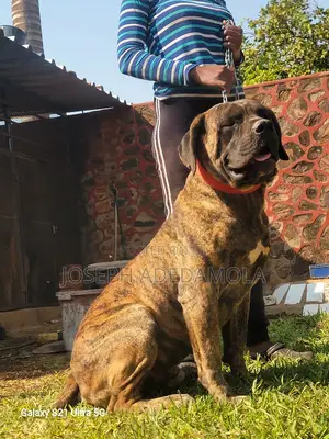 Purebred Boerboel Male, 1+ Year Old