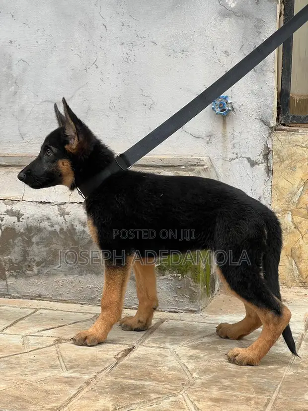 Female Purebred German Shepherd Puppy (1-3 Months) - 1
