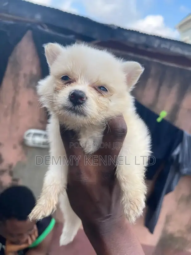 American Eskimo Puppy - 1-3 Months Male - 1