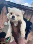 American Eskimo Puppy - 1-3 Months Male - 1