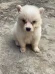 American Eskimo Puppy - 1-3 Months Male - 2