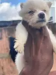 American Eskimo Puppy - 1-3 Months Male - 3