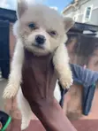 American Eskimo Puppy - 1-3 Months Male - 4
