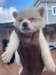 American Eskimo Puppy - 1-3 Months Male - 5