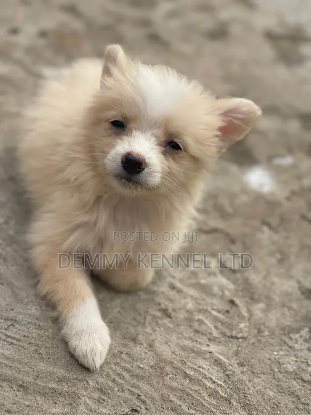 Kare American Eskimo - Wata 1-3, Mace - 1