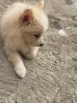 Kare American Eskimo - Wata 1-3, Mace - 2