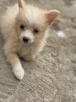 Kare American Eskimo - Wata 1-3, Mace - 3