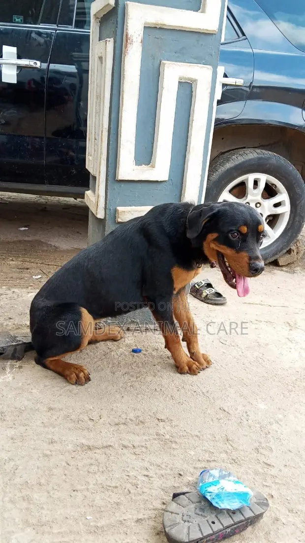 Purebred Rottweiler Female, 6-12 Months - 1