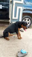 Purebred Rottweiler Female, 6-12 Months - 1