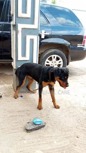 Rottweiler Mace, Mace, Wata 6-12