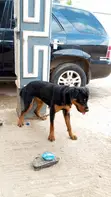 Purebred Rottweiler Female, 6-12 Months - 2
