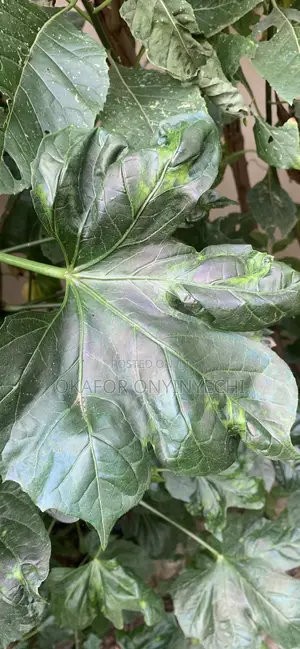 Tree Spinach (Ugu Oyibo/Efo Iyana Ipaja)