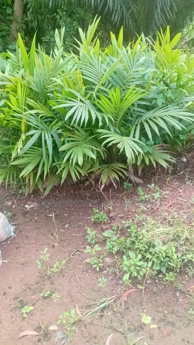 Oil Palm Seedlings - High Yield Variety - 1