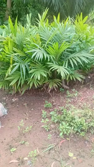 Oil Palm Seedlings - High Yield Variety