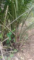 Oil Palm Tree (NIFOR Variety) - 1