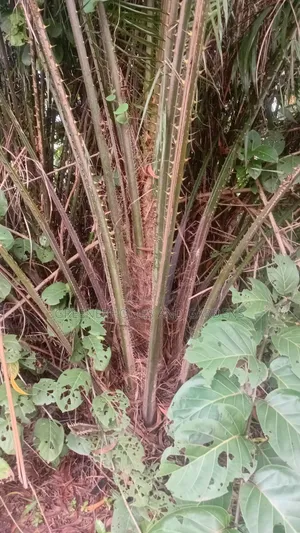 Oil Palm Tree (NIFOR Variety)