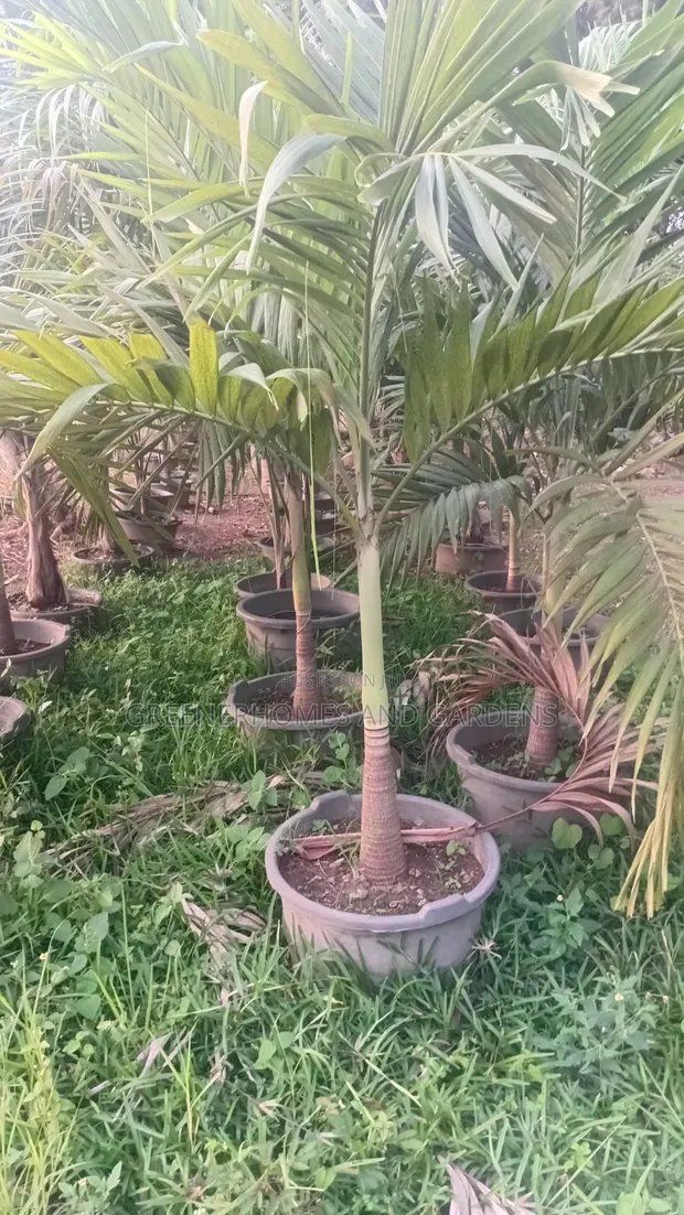 Itacen Dabino na Sarauniya - 1
