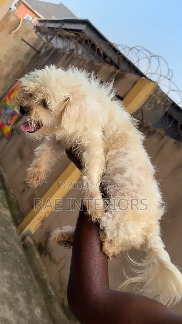 Lhasa Apso Mai Tsarki Namiji, Sama Da Shekara 1 - 1